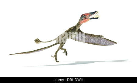 Dorygnathus battenti dinosauro foto-realistica e scientificamente corretta rappresentazione, togliere la vista. Su sfondo bianco. Foto Stock