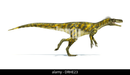 Herrerasaurus dinosauro, foto-realistica rappresentazione, scientificamente corretta. Vista laterale, con la bocca aperta. Su sfondo bianco. Foto Stock