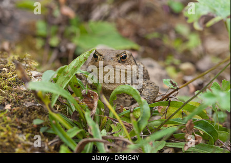 Adulto il rospo comune a caccia di bug e in preda al livello del suolo tra il muschio licheni vicino stagno dopo la deposizione delle uova Foto Stock