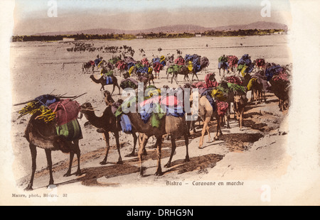 Algeria - Biskra - Camel Caravan in movimento Foto Stock