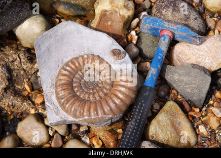 Un fossile ammonita su una spiaggia della Jurassic Coast a Lyme Regis,Dorset,visto con martello di geologia e di un collettore. Foto Stock