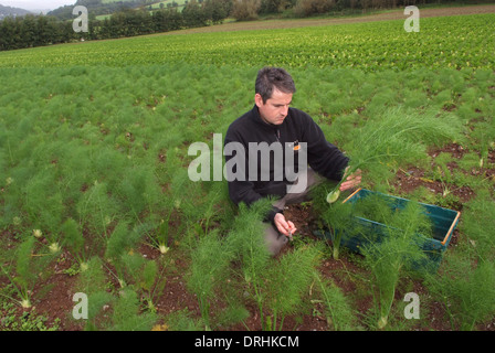 Cresce il finocchio a riverford Organic Farms, dartington, Devonshire, Regno Unito Foto Stock