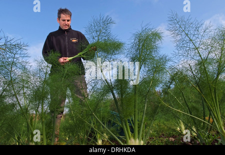 Cresce il finocchio a riverford Organic Farms, dartington, Devonshire, Regno Unito Foto Stock