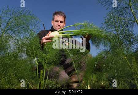 Cresce il finocchio a riverford Organic Farms, dartington, Devonshire, Regno Unito Foto Stock