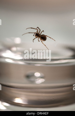 Close-up di un settore mancante Spider intrappolato all'interno di un bicchiere per bevande Foto Stock