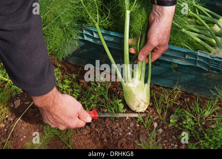 Cresce il finocchio a riverford Organic Farms, dartington, Devonshire, Regno Unito Foto Stock