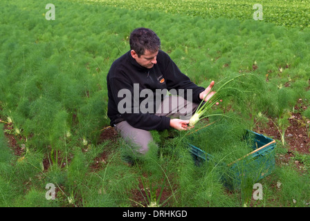 Cresce il finocchio a riverford Organic Farms, dartington, Devonshire, Regno Unito Foto Stock