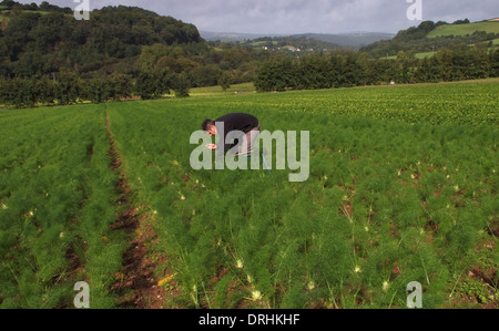 Cresce il finocchio a riverford Organic Farms, dartington, Devonshire, Regno Unito Foto Stock