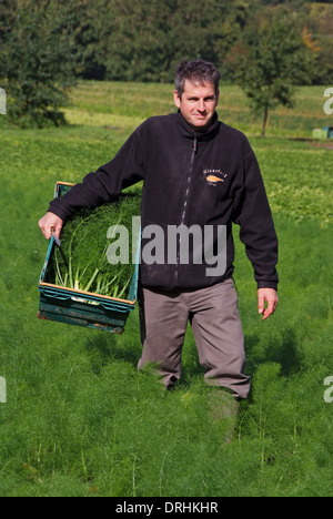 Cresce il finocchio a riverford Organic Farms, dartington, Devonshire, Regno Unito Foto Stock