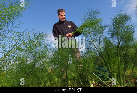 Cresce il finocchio a riverford Organic Farms, dartington, Devonshire, Regno Unito Foto Stock
