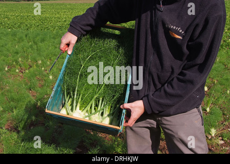 Cresce il finocchio a riverford Organic Farms, dartington, Devonshire, Regno Unito Foto Stock