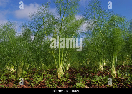 Cresce il finocchio a riverford Organic Farms, dartington, Devonshire, Regno Unito Foto Stock
