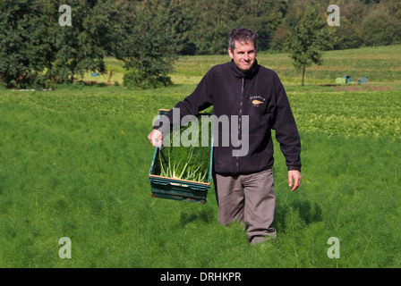 Cresce il finocchio a riverford Organic Farms, dartington, Devonshire, Regno Unito Foto Stock