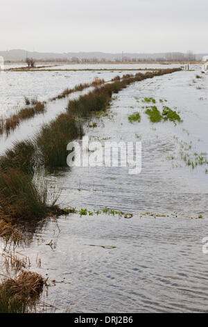 Parete di birra sluice, vicino Othery, UK. 27 gennaio, 2014. Gravi inondazioni del Somerset livelli a parete di birra sluice vicino Othery. Venerdì Somerset County Council ha dichiarato di inondazioni in Somerset un 'modifica rilevante incidente'. Credito: Andrew Johns/Alamy Live News Foto Stock