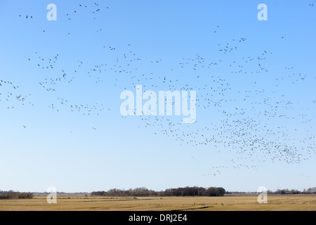 Group Brent geese flying over agricultural landscape. Foto Stock