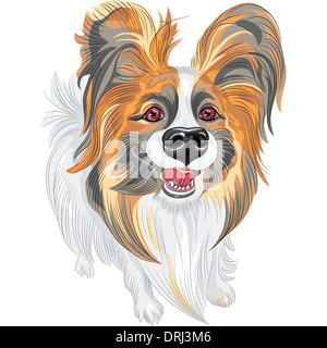 Carino sorridente Papillon rosso e cane nero con lunghi Shaggy orecchie Foto Stock