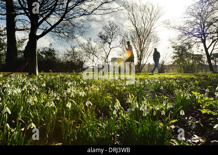 Parchi universitari, Oxford, Oxfordshire, Regno Unito. 27 gennaio, 2014. Un pareggiatore gode il mite inverno meteo come la neve cade bloom sotto il sole presso l' Università di parchi a Oxford. Credito: Sidney Bruere/Alamy Live News Foto Stock