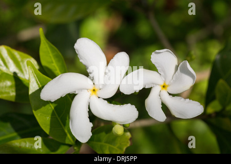 Primo piano della girandola Jasmine Tabernaemontana divaricata da India e Sud-est asiatico Foto Stock