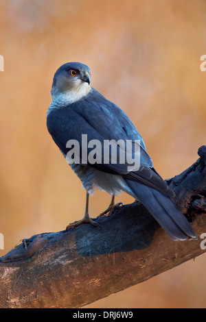 Maschio, Sparviero Accipiter nisus, appollaiato su un ramo nodose cercando di avviso, East Yorkshire, Regno Unito Foto Stock