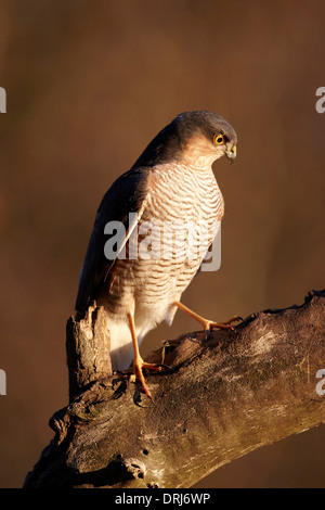 Sparviero, Accipiter nisus, appollaiato su un ramo nodose cercando di avviso, East Yorkshire, Regno Unito Foto Stock