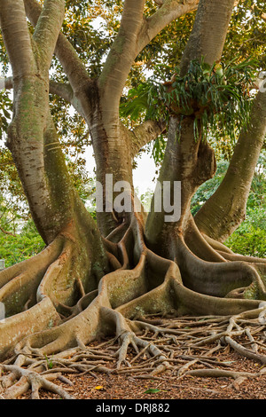 Stati Uniti d'America,Florida,Sarasota, Giardini Botanici Marie Selby. Moreton Bay Fig Tree. Foto Stock