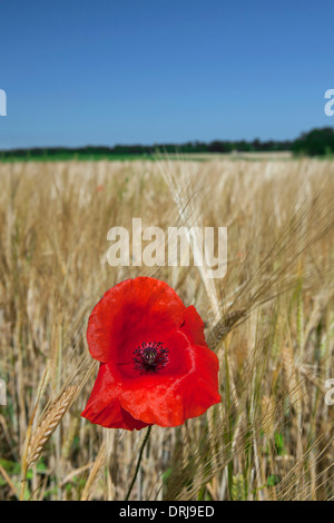 Paesaggio rurale che mostra comune rosso papavero / campo di papavero (Papaver rhoeas) fioritura in cornfield su terreno coltivato in estate Foto Stock