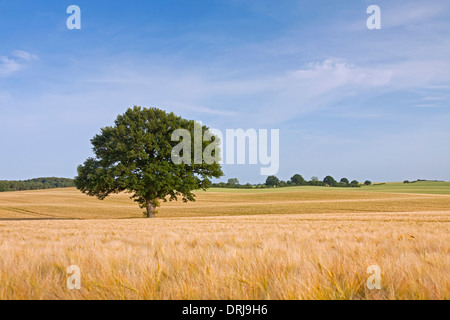 Inglese / Quercia Pendulate quercia (Quercus robur), albero solitario nel campo di grano in estate Foto Stock