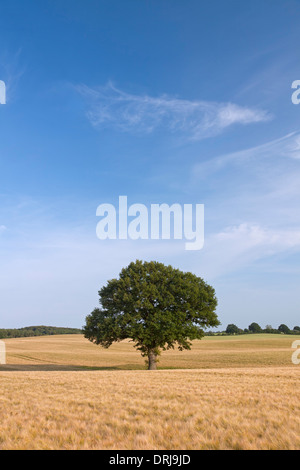 Inglese / Quercia Pendulate quercia (Quercus robur), albero solitario nel campo di grano in estate Foto Stock