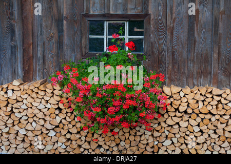 Pila di spaccare la legna utilizzato come combustibile di legno impilati nella parte anteriore della cabina in legno con fiori di geranio finestra di decorazione Foto Stock