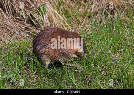 Topo muschiato (Ondatra zibethicus) introdotto esotiche specie originaria del Nord America rovistando lungo argine Foto Stock