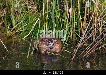 Topo muschiato (Ondatra zibethicus) introdotto esotiche specie originaria del Nord America rovistando lungo argine Foto Stock