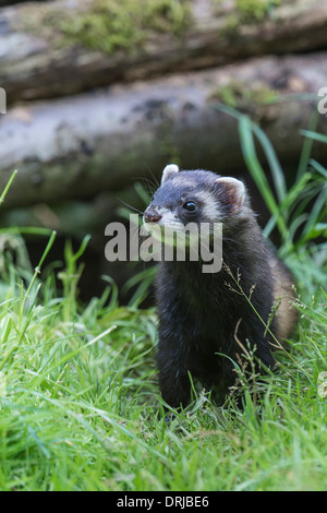 European polecat, cadde, Iltis, Marder, Mustela putorius, Raubtier, Livello, Tiere, saeugetier, saeugetiere Foto Stock