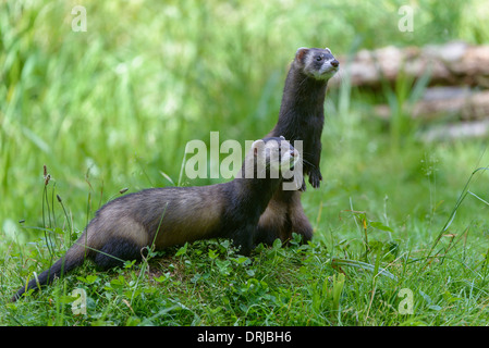 European polecat, cadde, Iltis, Marder, Mustela putorius, Raubtier, Livello, Tiere, saeugetier, saeugetiere Foto Stock