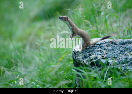 Ermellino, Mustela erminea, noto anche come il corto-tailed weasel Foto Stock