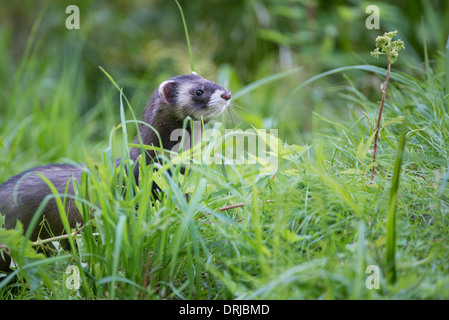 European polecat, cadde, Iltis, Marder, Mustela putorius, Raubtier Foto Stock