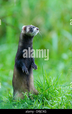 European polecat, cadde, Iltis, Marder, Mustela putorius, Raubtier Foto Stock