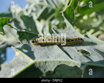 Un bruco (dal grande cavolo bianco butterfly - Sarcococca brassicae) su un Cavoletti di Bruxelles impianto in Lincolnshire, Regno Unito. Foto Stock