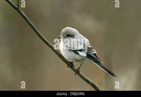 Steppa Grey Shrike - Lanius meridionalis pallidirostris Foto Stock