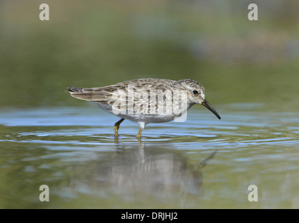 Almeno il Sandpiper - Calidris minutilla Foto Stock