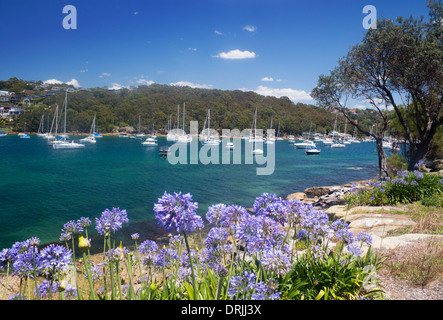 Barche nel porto nord con fiori in primo piano Fairlight Manly Sydney New South Wales NSW Australia Foto Stock