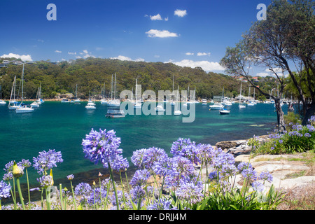 Barche nel porto nord con fiori in primo piano Fairlight Manly Sydney New South Wales NSW Australia Foto Stock