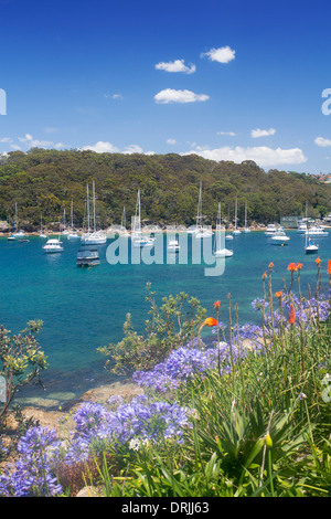 Barche nel porto nord con fiori in primo piano Fairlight Manly Sydney New South Wales NSW Australia Foto Stock