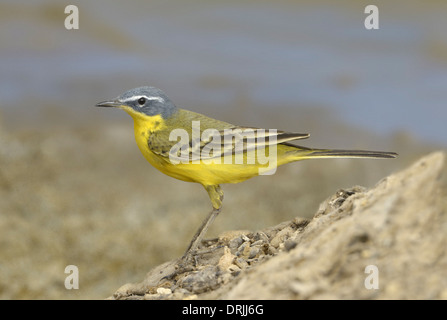 Blue-headed Wagtail - Motacilla flava flava Foto Stock