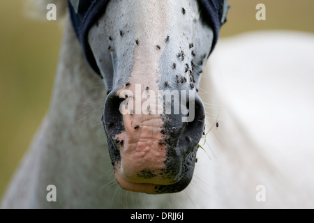 In prossimità di un cavallo del naso pieno di mosche Foto Stock