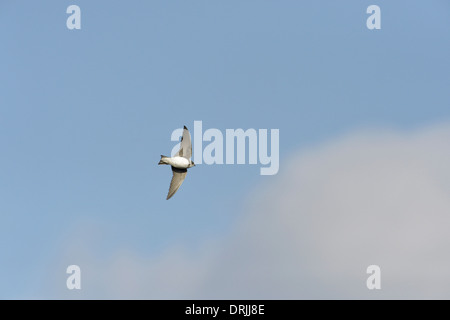 Sand Martin Riparia Riparia Foto Stock