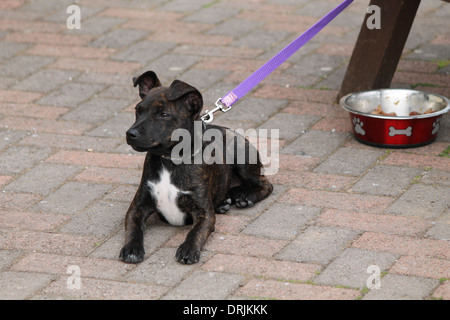 Dark brindle Staffie, Staffordshire Bull Terrier cucciolo prevista sul terreno in guardia Foto Stock