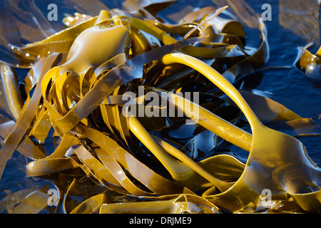 Gigantesco alga Macrocystis pyrifera, laminaria, Bird Island, west cape, Western Cape, Sud Africa, Africa, Riesentang (Macrocystis Foto Stock