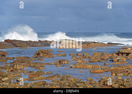 Mare tempestoso con umore temporale al mattino con il Capo di Buona Speranza, Capo di Buona Speranza, west cape, Western Cape, Sud Afr Foto Stock