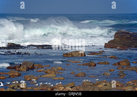 Mare tempestoso con umore temporale al mattino con il Capo di Buona Speranza, Capo di Buona Speranza, west cape, Western Cape, Sud Afr Foto Stock