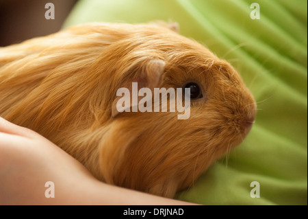 Lo zenzero capelli lunghi cavia seduta di childs lap Foto Stock